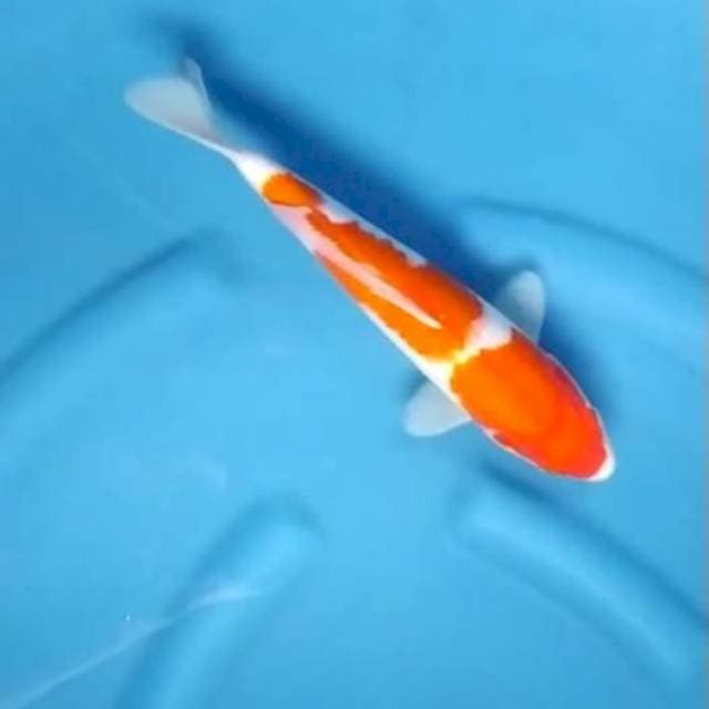 Kohaku