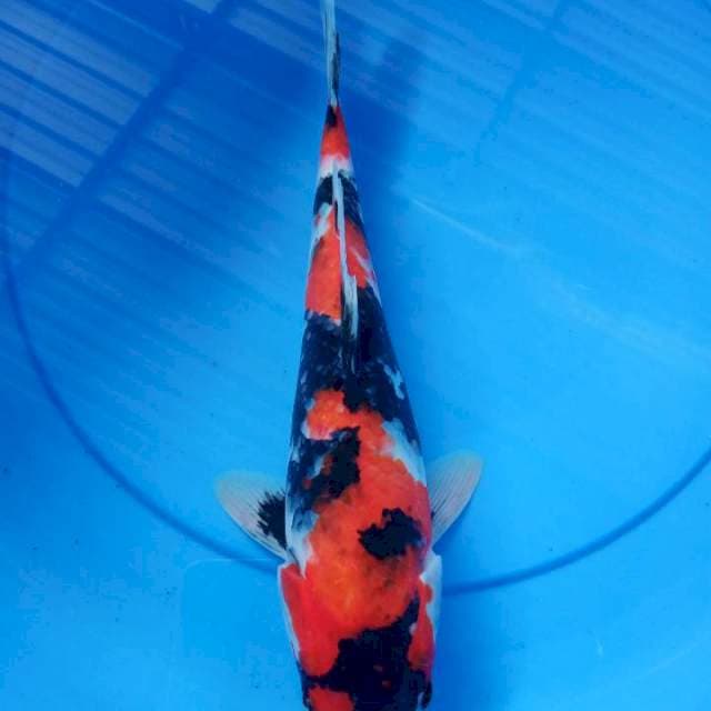 showa 36cm