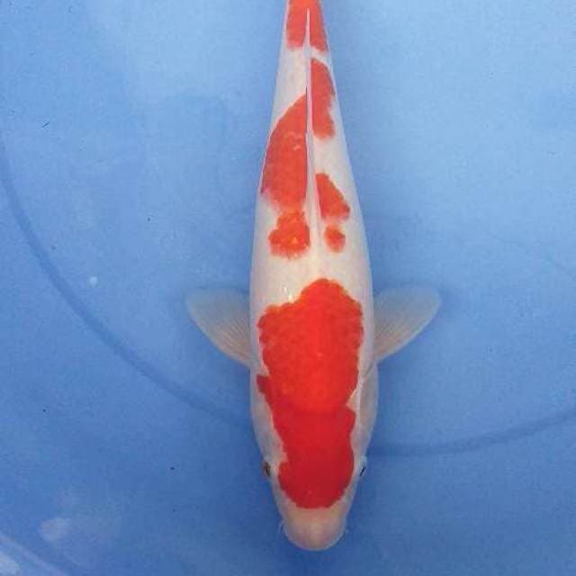Kohaku 33 cm ๐๐