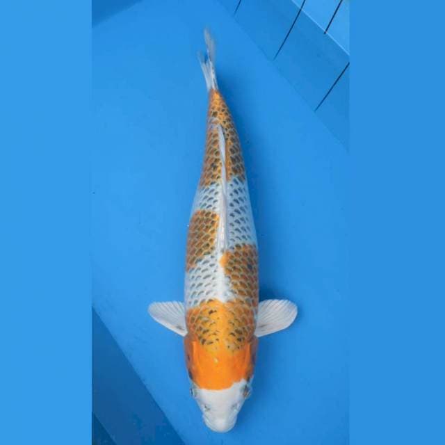 Jumbo female Kujaku F1