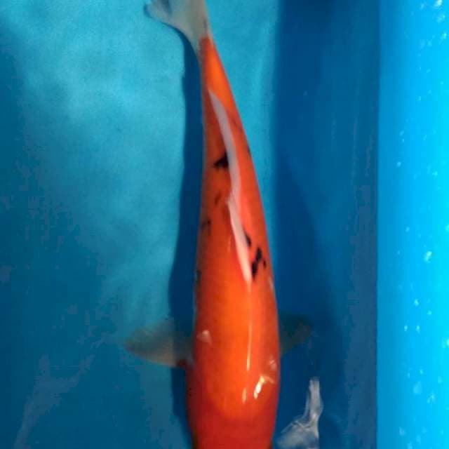 SANKE 33CM - 01