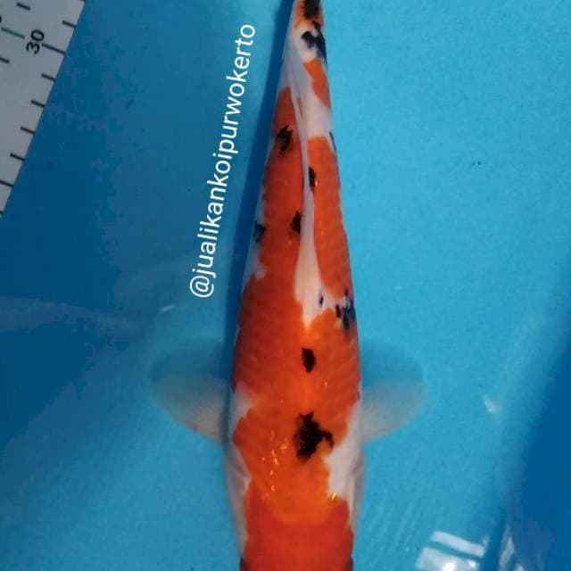 SANKE 25CM - 02