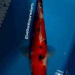 SANKE 25CM - 02