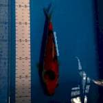 SANKE 25CM - 03