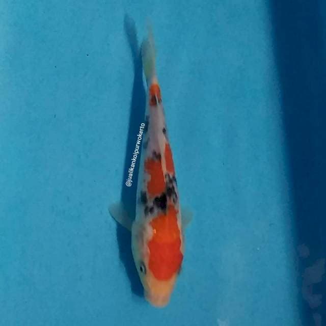 SANKE 18CM-04