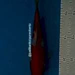 KOHAKU 20CM
