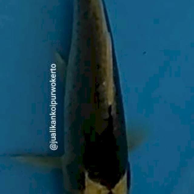 Kabuto 23cm