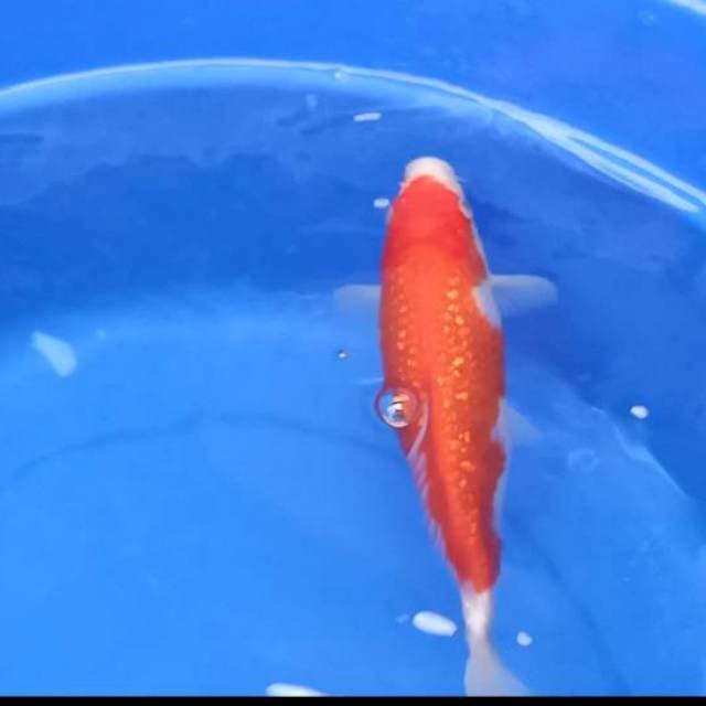 F1 IMPORT KOHAKU FULL GINRIN