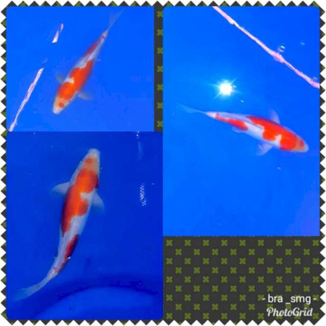 Kohaku doitsu ori