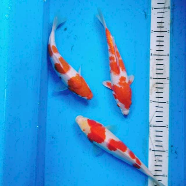 Kohaku ( 3 ekor )