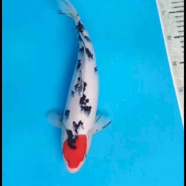 Tancho 36 cm Suspect male
