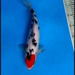 Tancho 36 cm Suspect male