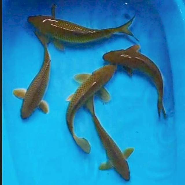 Paket midorigoi 28-30cm