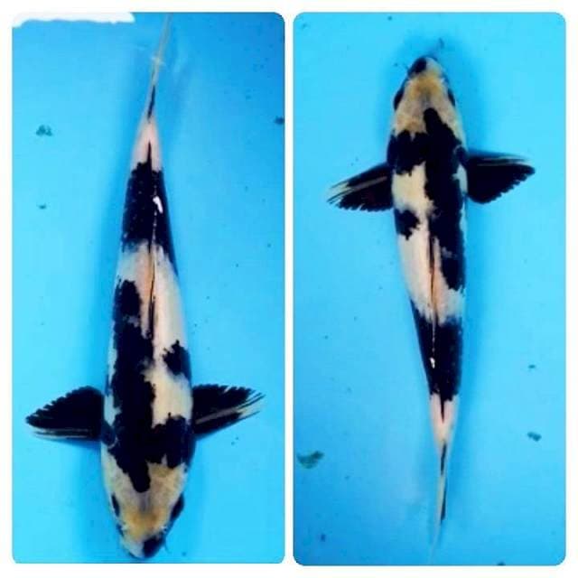 Shiro 29cm Male