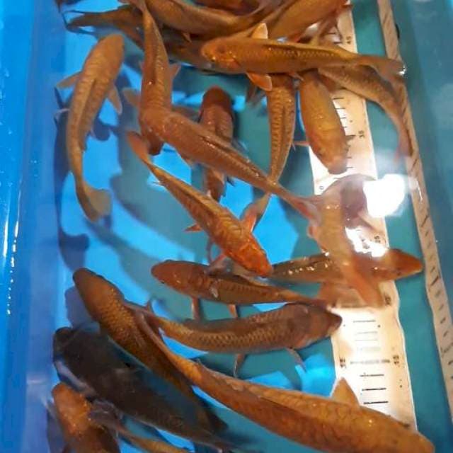 CHAGOI TEMBAGA CALON JUMBO 17-23 CM 26 EKOR