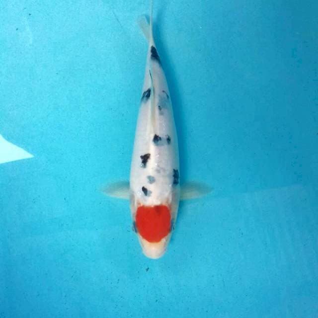 Tancho Sanke, 22 cm