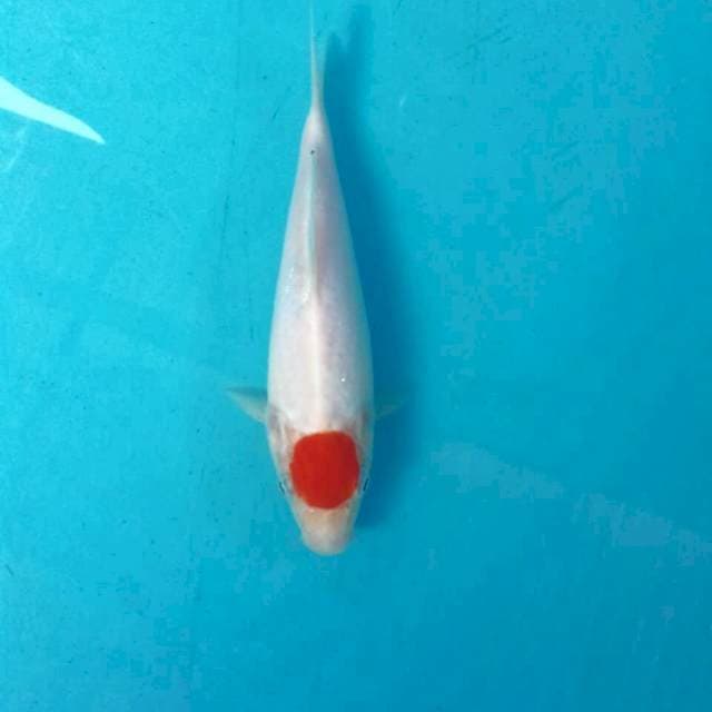 Tancho Kohaku, 19 cm