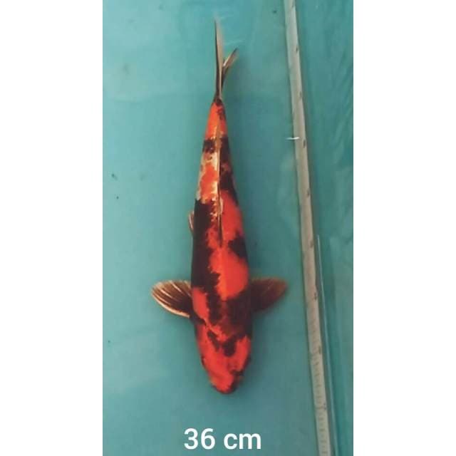 Kin showa 36 cm