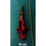 Kin showa 36 cm