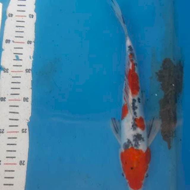 Sanke doitsu. Motif batik 34cm