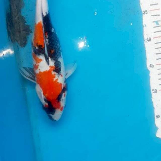 Showa kindai 33cm
