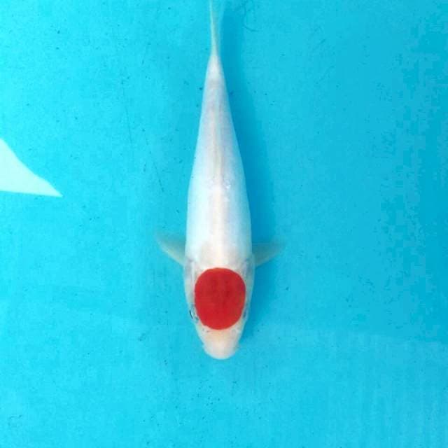Tancho Kohaku Doitsu, 22 cm