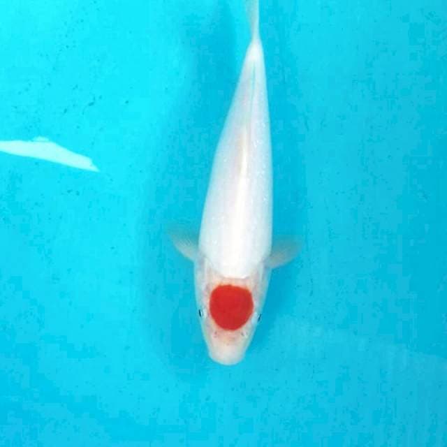 Tancho Kohaku, 28 cm