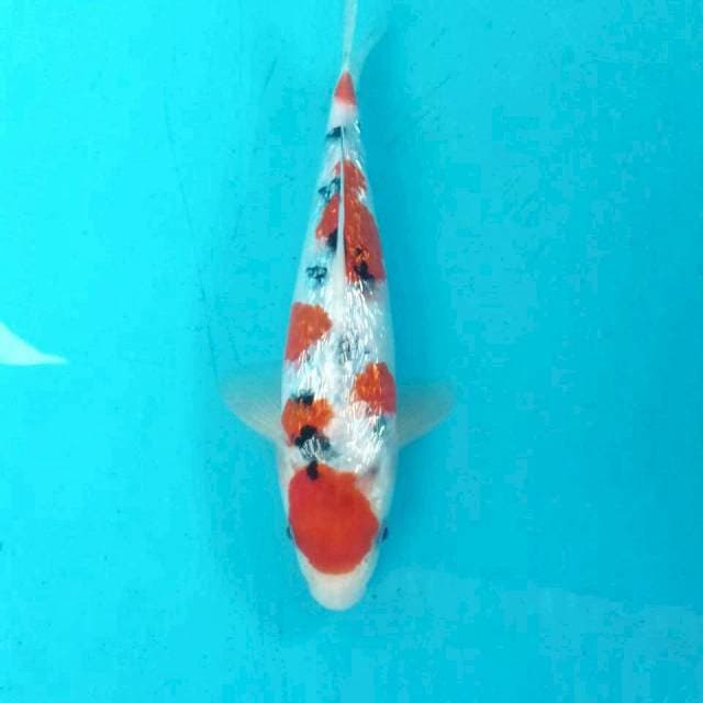 Sanke Ginrin, 23 cm