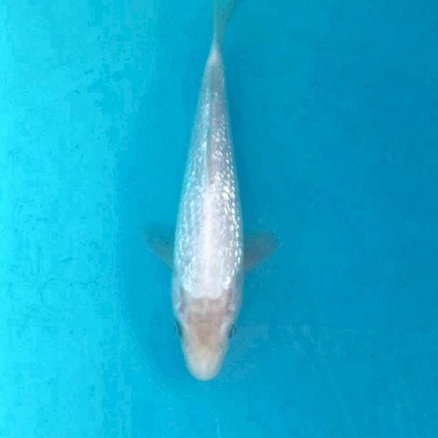 Shiromuji Ginrin, 23 cm