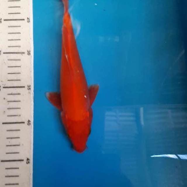 AKAHAJIRO 24 CM