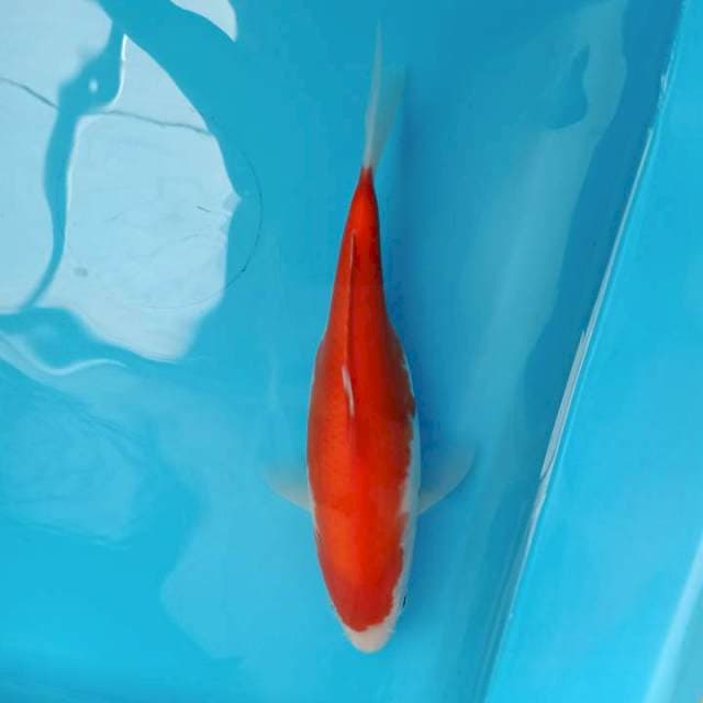 F1 IMPORT KOHAKU BULKY