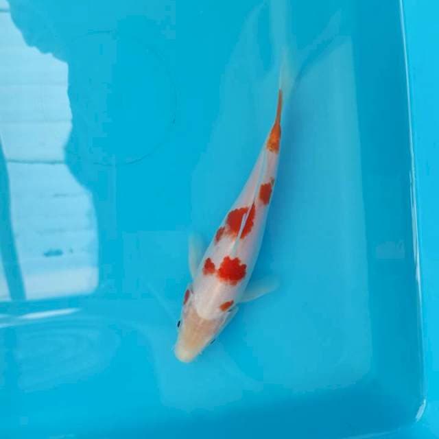 F1 IMPORT KOHAKU BENI MERAH DARAH