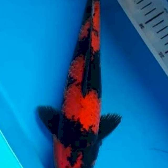 HI UTSURI