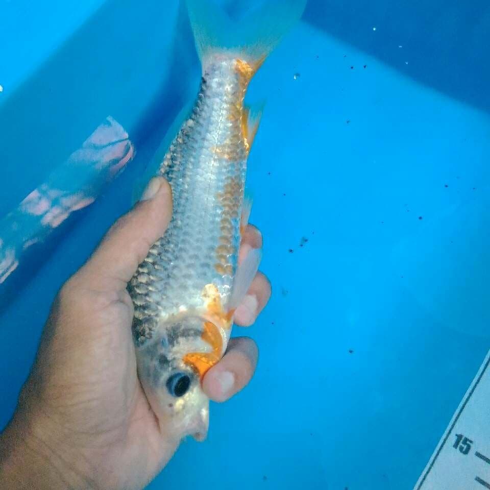 Asagi 20 cm