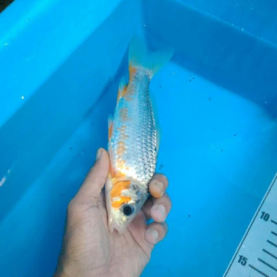 Asagi 20 cm