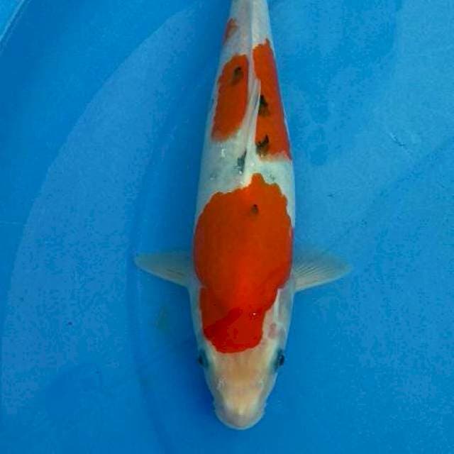 Sanke 32 cm