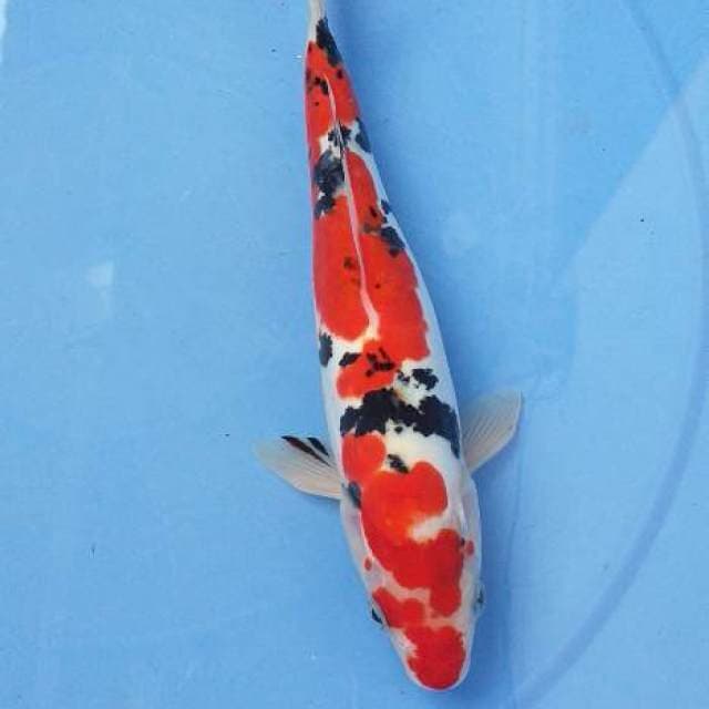 Sanke doit Inazuma 27 cm