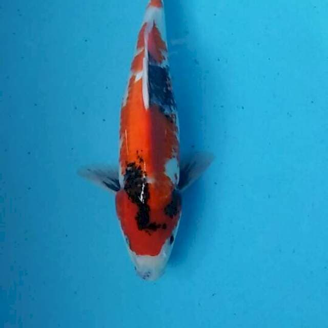 showa
