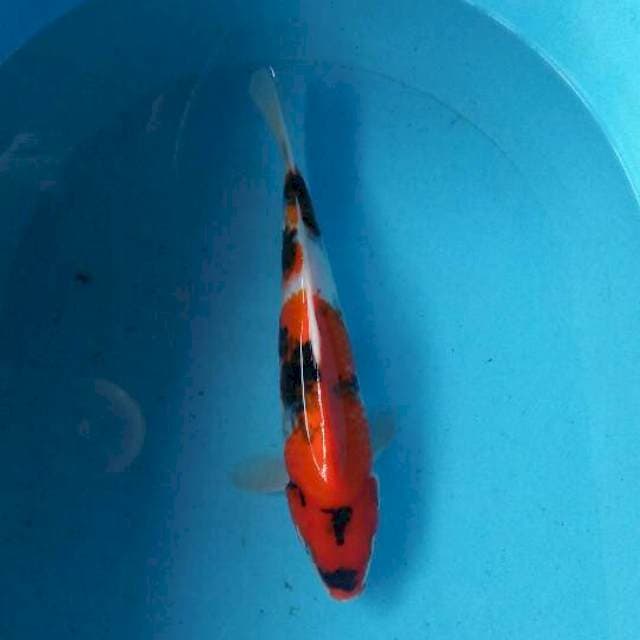 showa