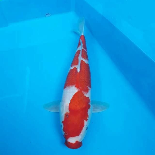 Kohaku