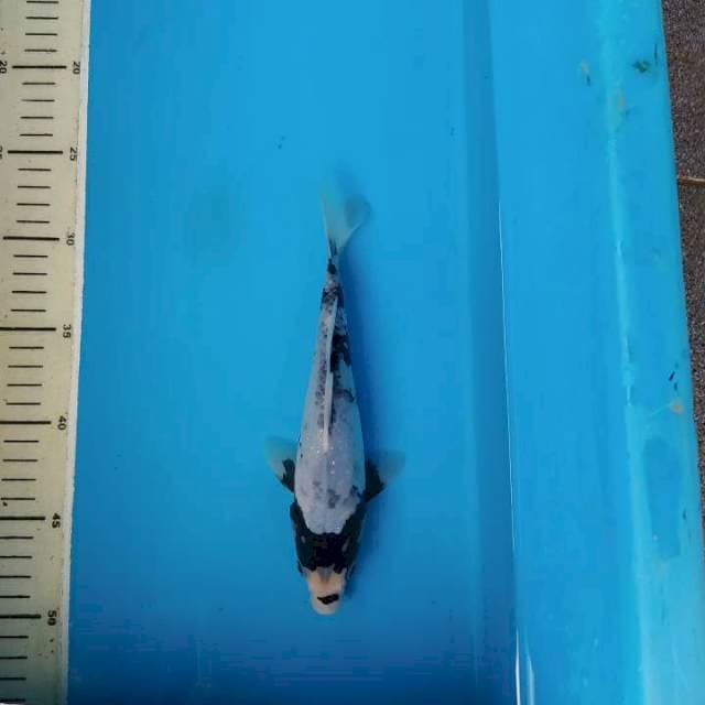 Matsukawabake 25bu