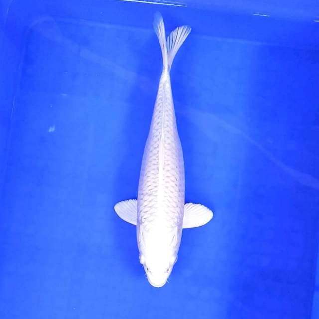3. Platinum Susu || 31 cm