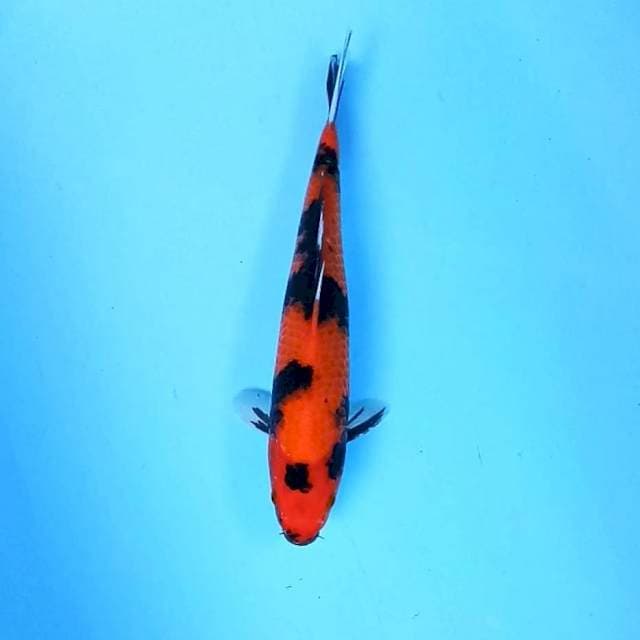 6. Hi Showa || 31 cm || Jantan