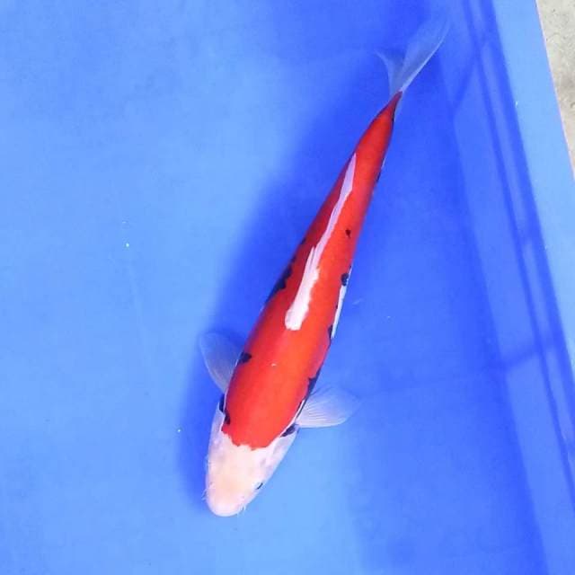 8. Beni Kumon || 28 cm || Jantan