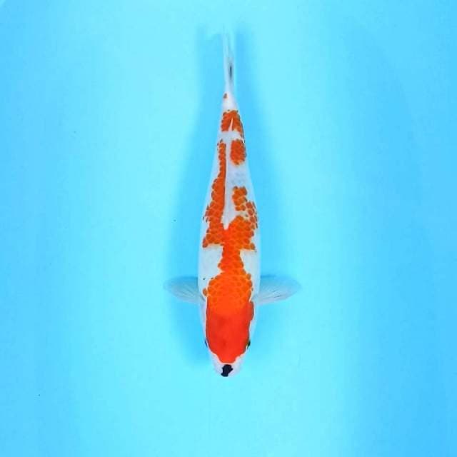 9. Showa Tategoi || 35 cm