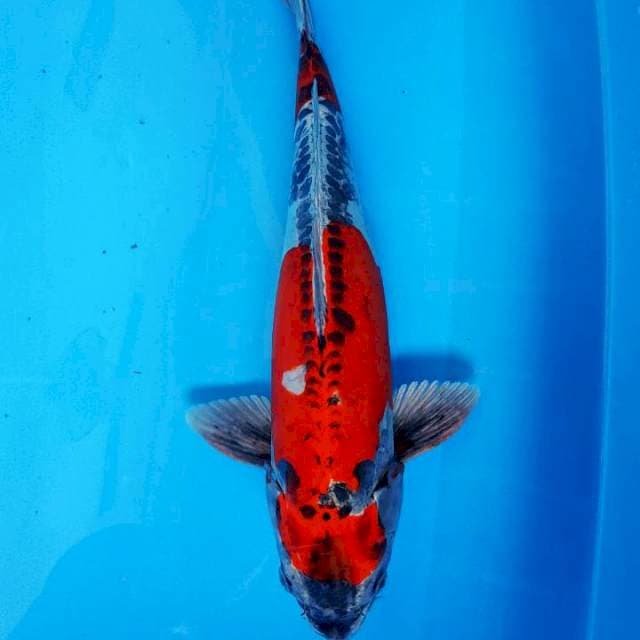 Kiko Antik Ori