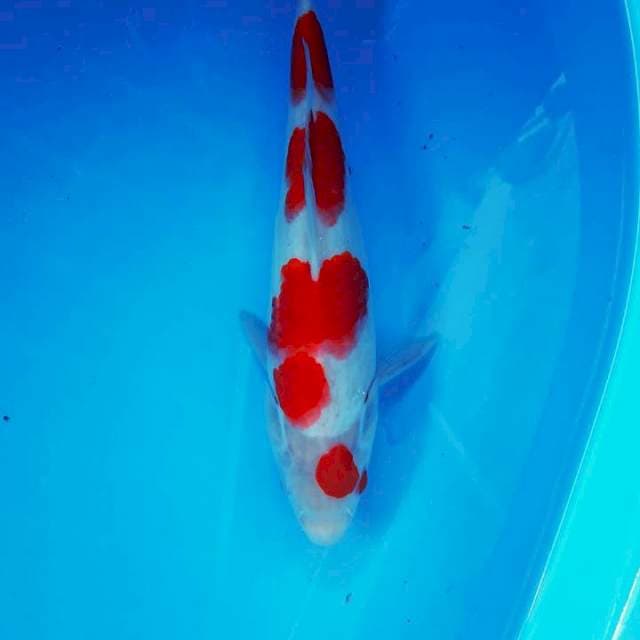 Maruten kohaku