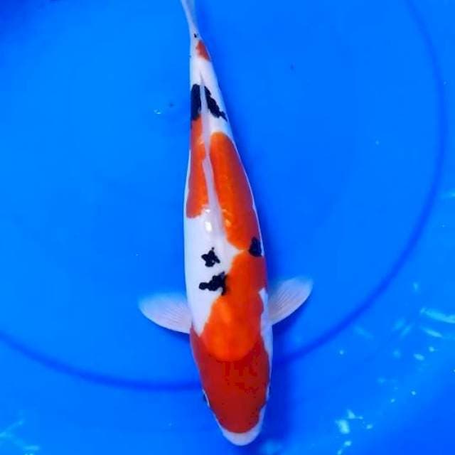 Sanke tsubosumi dhoitsu murni 35 cm