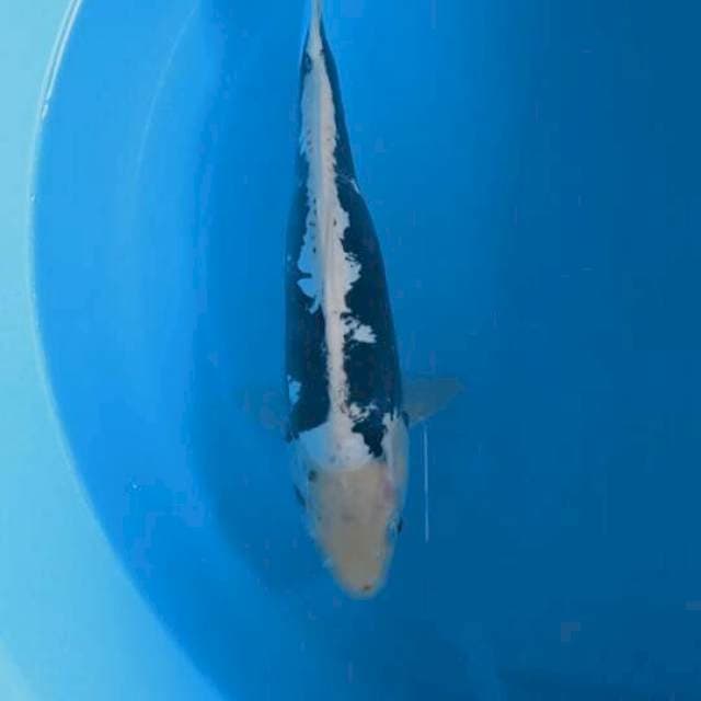 Kumonryo 26cm