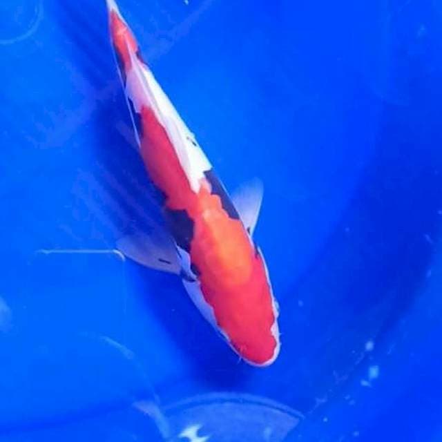 Benikumonryo 23cm